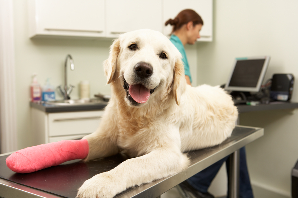 A smiling golden retriever at the vet, front paw in red cast