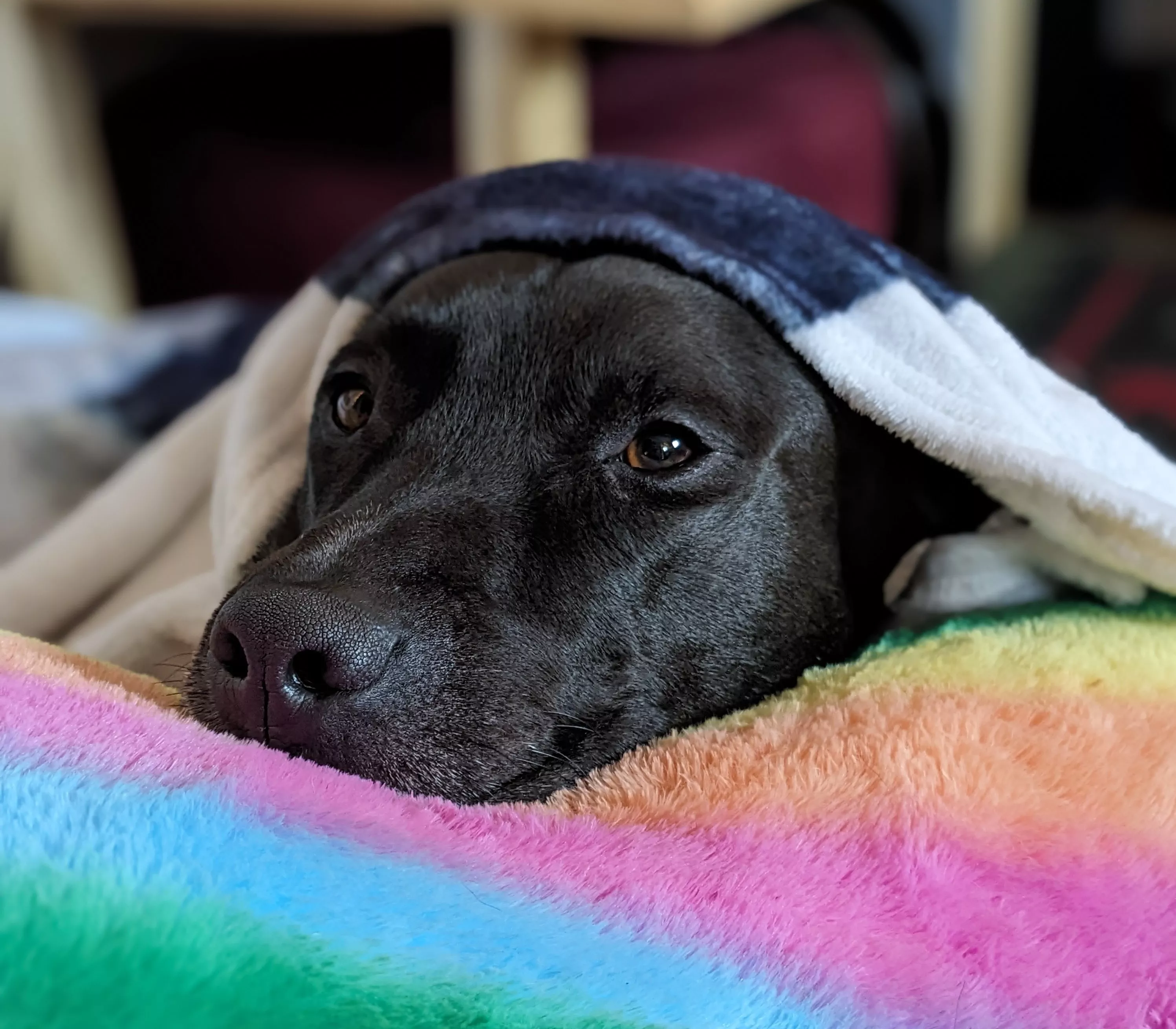Cute black dog under a blanket